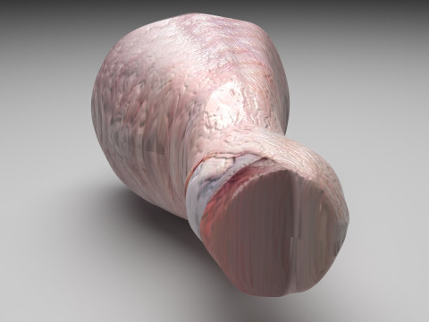 Chicken Drumstick 3D Model