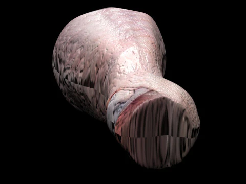 Muslo De Pollo Modelo 3D