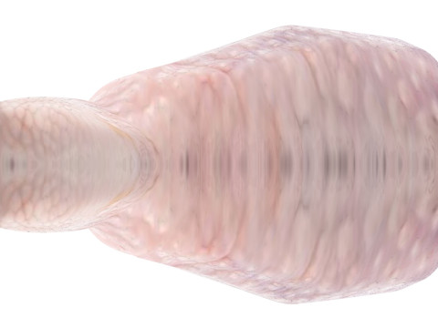 Chicken Drumstick 3D Model