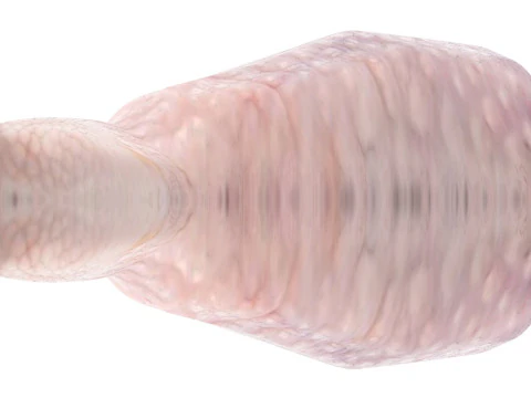 Muslo De Pollo Modelo 3D