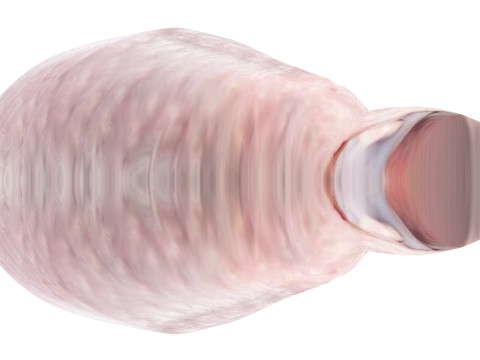 Chicken Drumstick 3D Model