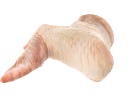 Chicken Wing Model 3D