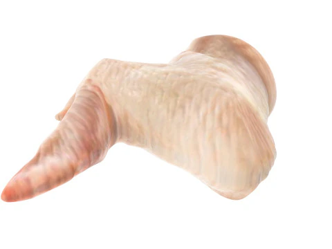 Chicken Wing 3D Model