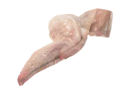 Chicken Wing 3D Model