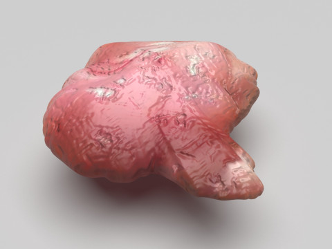 Chicken Brain 3D 모델