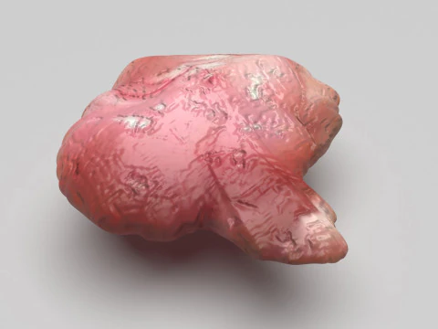 Куриный мозг 3D Модель