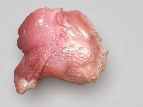 Курячий мозок 3D Модель
