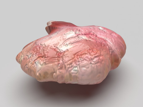 Chicken Brain Model 3D