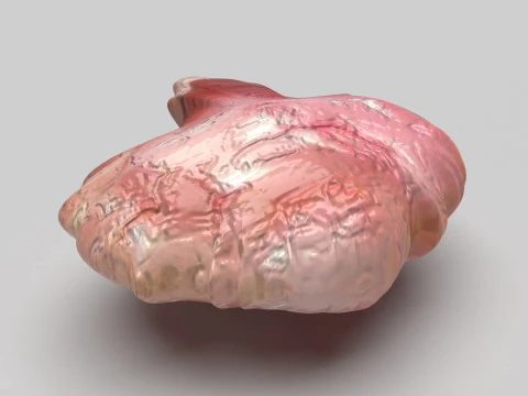 Курячий мозок 3D Модель