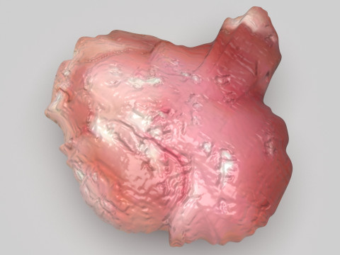 Chicken Brain Model 3D