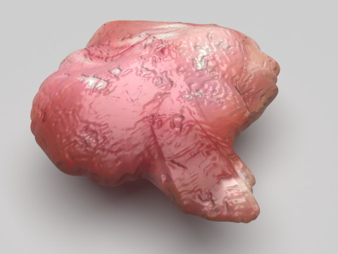 Chicken Brain Model 3D