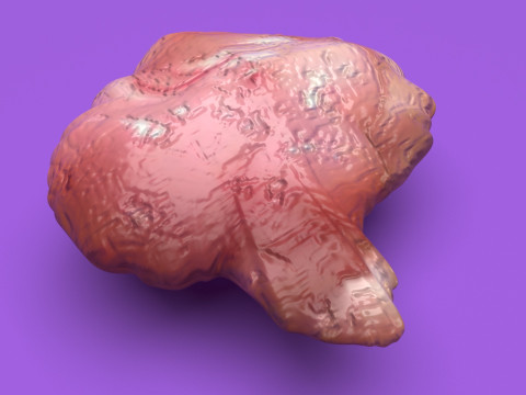 Chicken Brain Model 3D