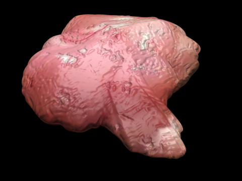 Chicken Brain Model 3D