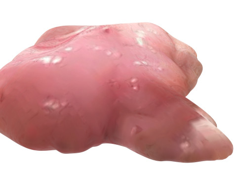 Chicken Brain Model 3D