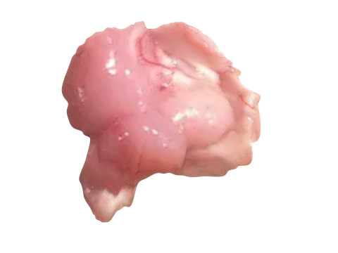 Chicken Brain Model 3D