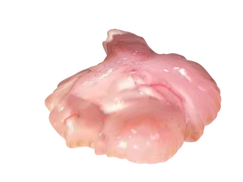 Chicken Brain Model 3D