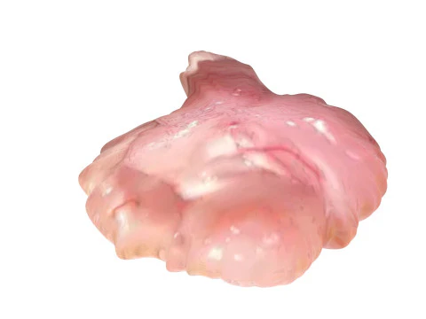 Курячий мозок 3D Модель