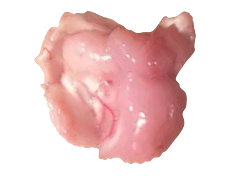 Chicken Brain Model 3D