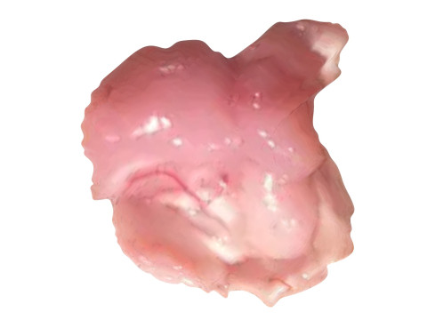 Chicken Brain Model 3D