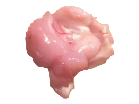 Chicken Brain Model 3D