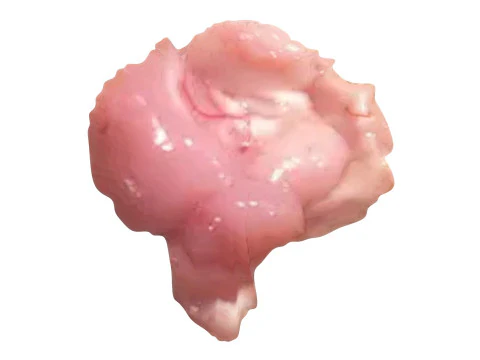 Курячий мозок 3D Модель