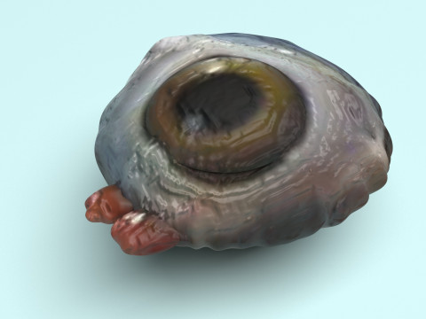 Chicken Eye 3D 모델