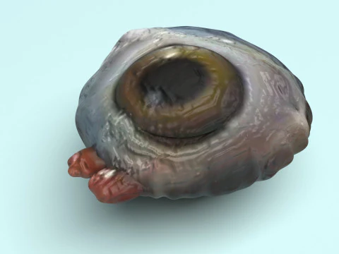 チキンアイ 3Dモデル