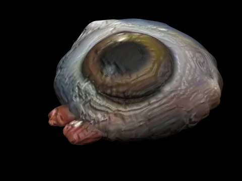 チキンアイ 3Dモデル