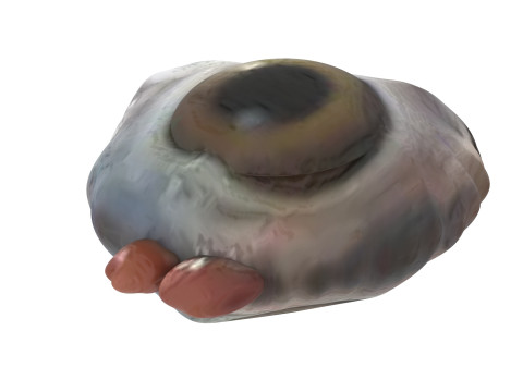 Chicken Eye 3D 모델