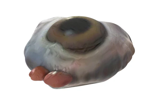 チキンアイ 3Dモデル