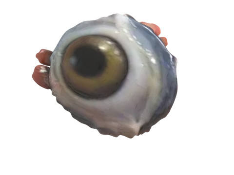 Chicken Eye 3D 모델