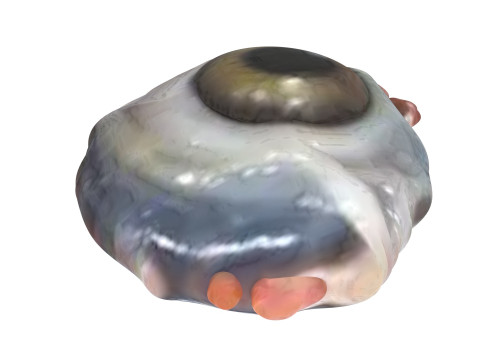 Chicken Eye 3D 모델