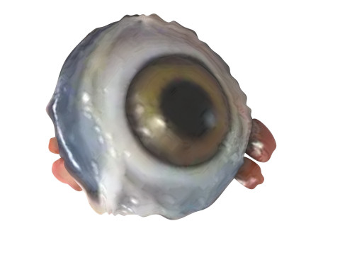 Chicken Eye 3D 모델