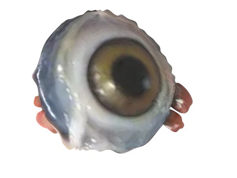 チキンアイ 3Dモデル