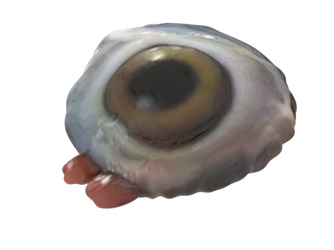 Chicken Eye 3D 모델