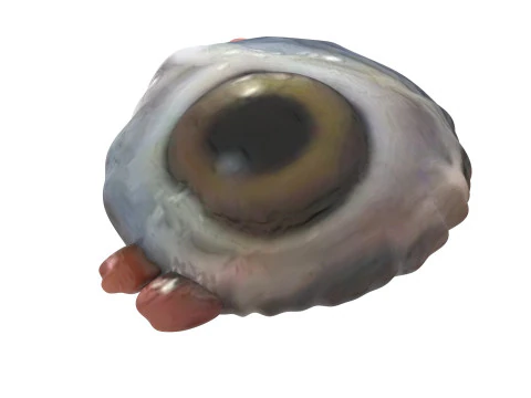 チキンアイ 3Dモデル