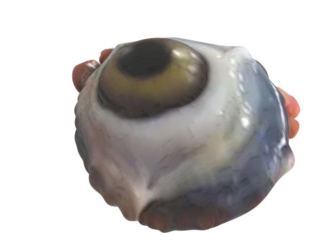 Chicken Eye 3D 모델