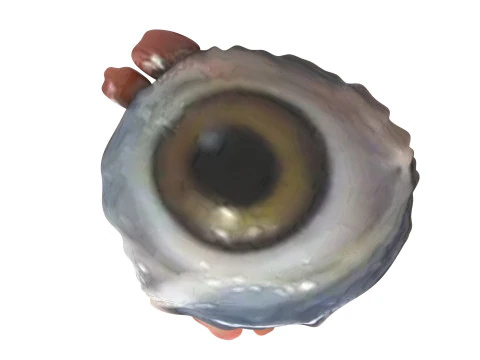 チキンアイ 3Dモデル