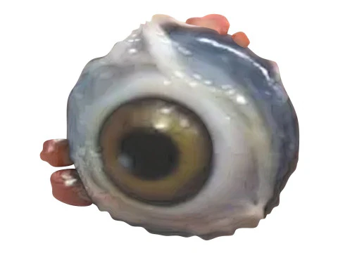 チキンアイ 3Dモデル
