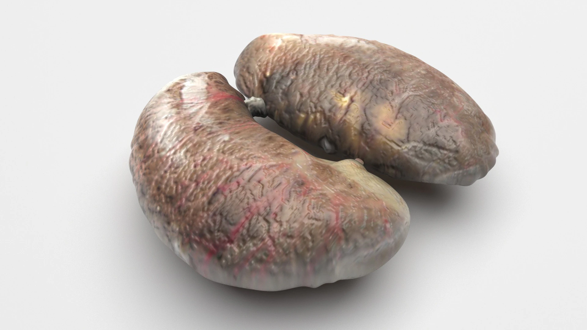 Chicken Kidneys 3D Model .c4d .max .obj .3ds .fbx .stl .blend