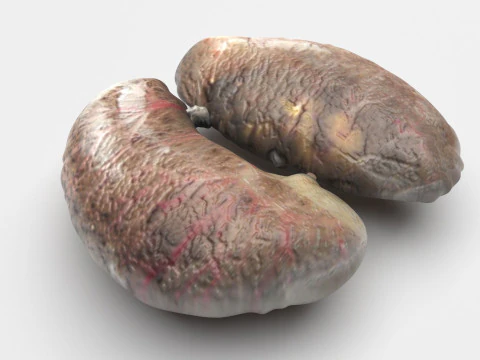 닭 신장 3D 모델