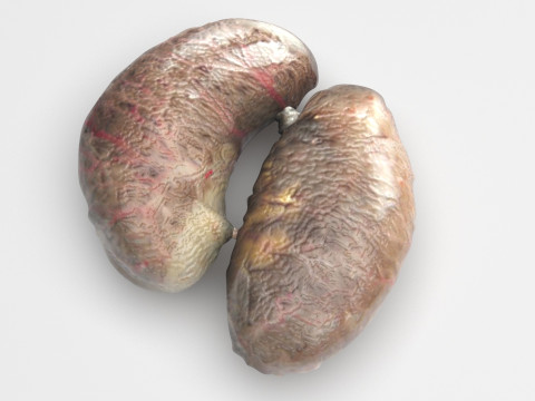 Chicken Kidneys 3D Model