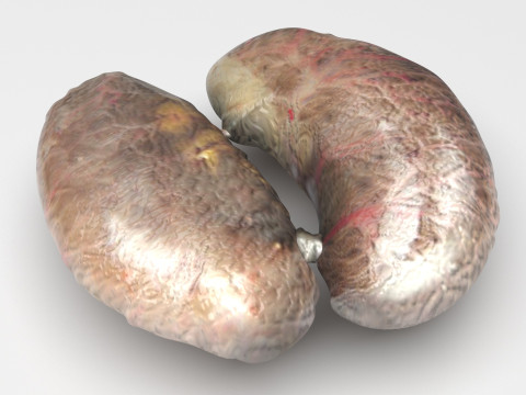 Chicken Kidneys 3D Model