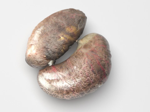 Chicken Kidneys 3D Model