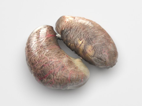 Chicken Kidneys 3D Model