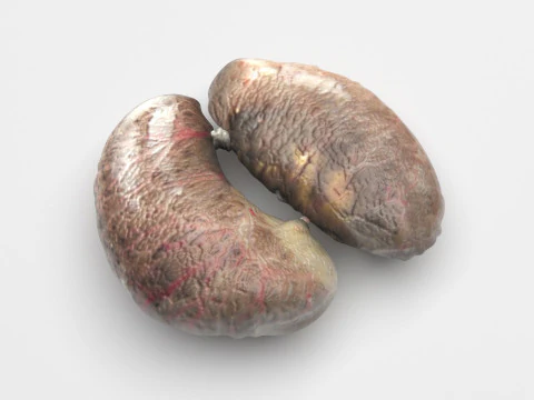 Chicken Kidneys 3D Model
