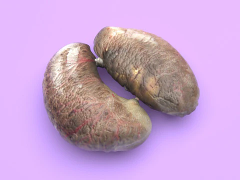Chicken Kidneys 3D Model
