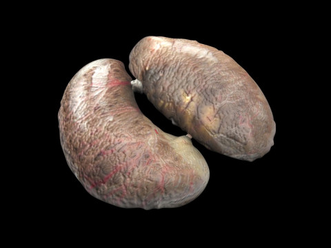 Chicken Kidneys 3D Model