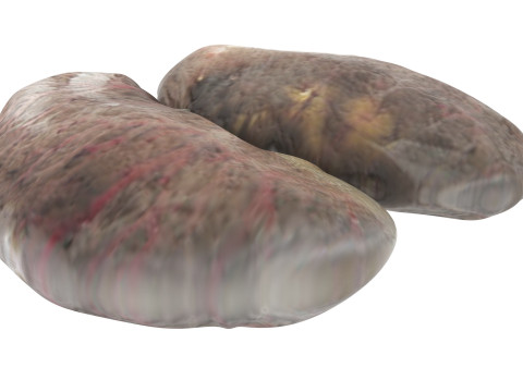 Chicken Kidneys 3D Model