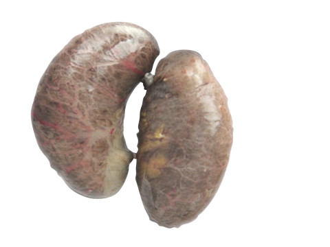 Chicken Kidneys 3D Model